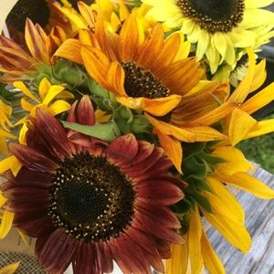 Meet your Posher, Kara